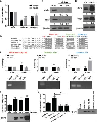 The c-Myc/TBX3 Axis Promotes <mark class="highlighted">Cellular Transformation</mark> of Sarcoma-Initiating Cells